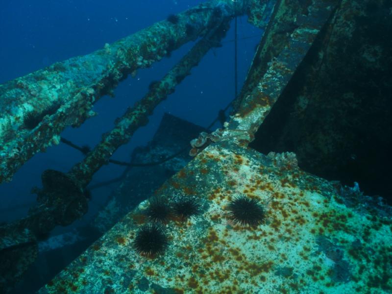 Texas Clipper - Texas Clipper July 2011