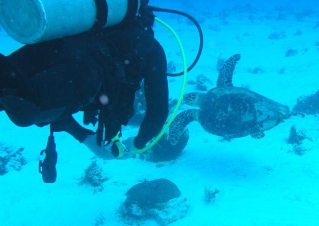 Playa Del Carmen - Heidi checking out turtle