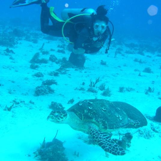 Playa Del Carmen - Tortugas reef