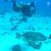 Tortugas reef - LatitudeAdjustment