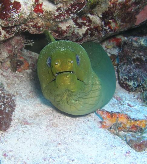 Playa Del Carmen - Green Moray on Tortugas reef