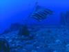 Sea Tiger - Flag flies over Sea Tiger wreck, HI