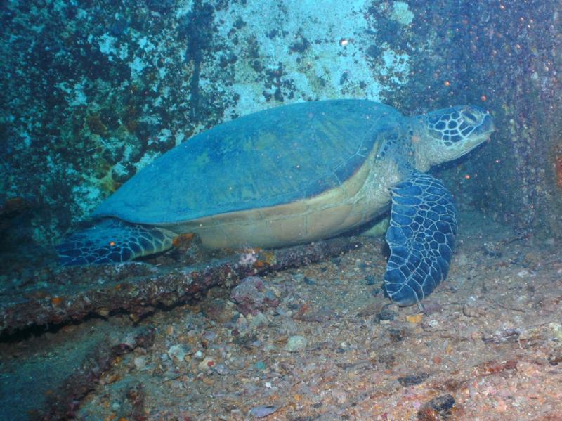 Sea Tiger - resident sea turtle