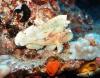 Leaf Scorpionfish on Sea Tiger (2013)