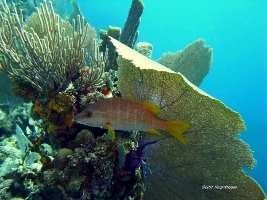 Utila - fish