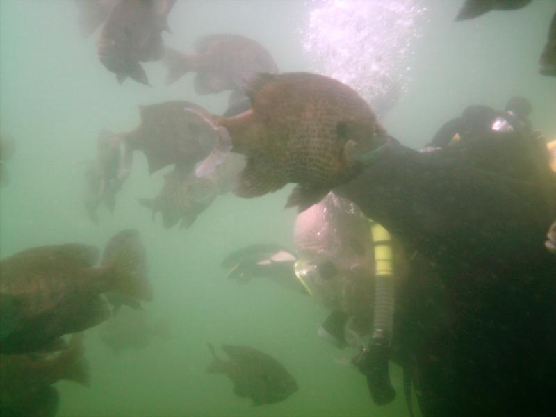 Haigh Quarry - blue gill swarm