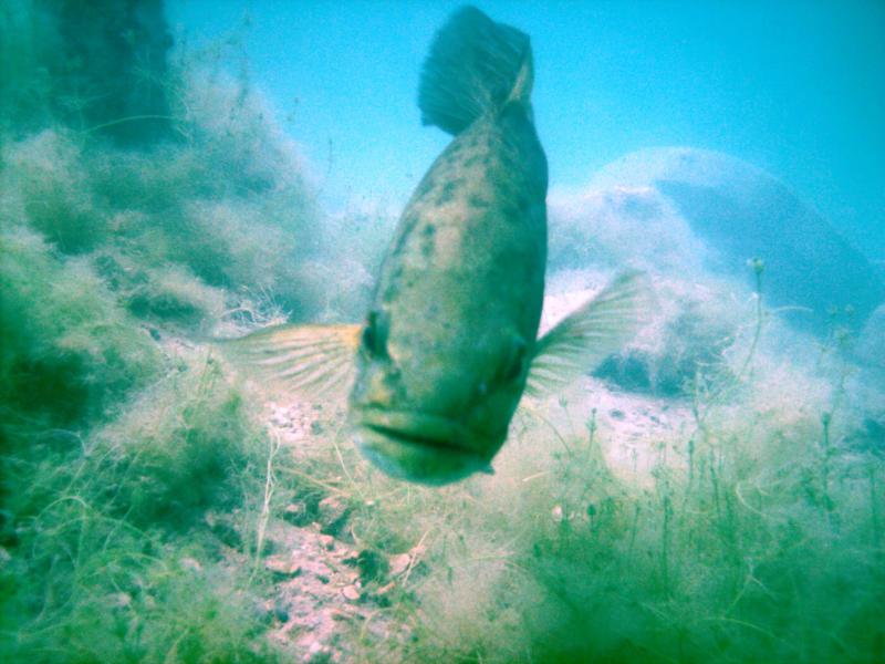 Haigh Quarry - cocky smallmouth