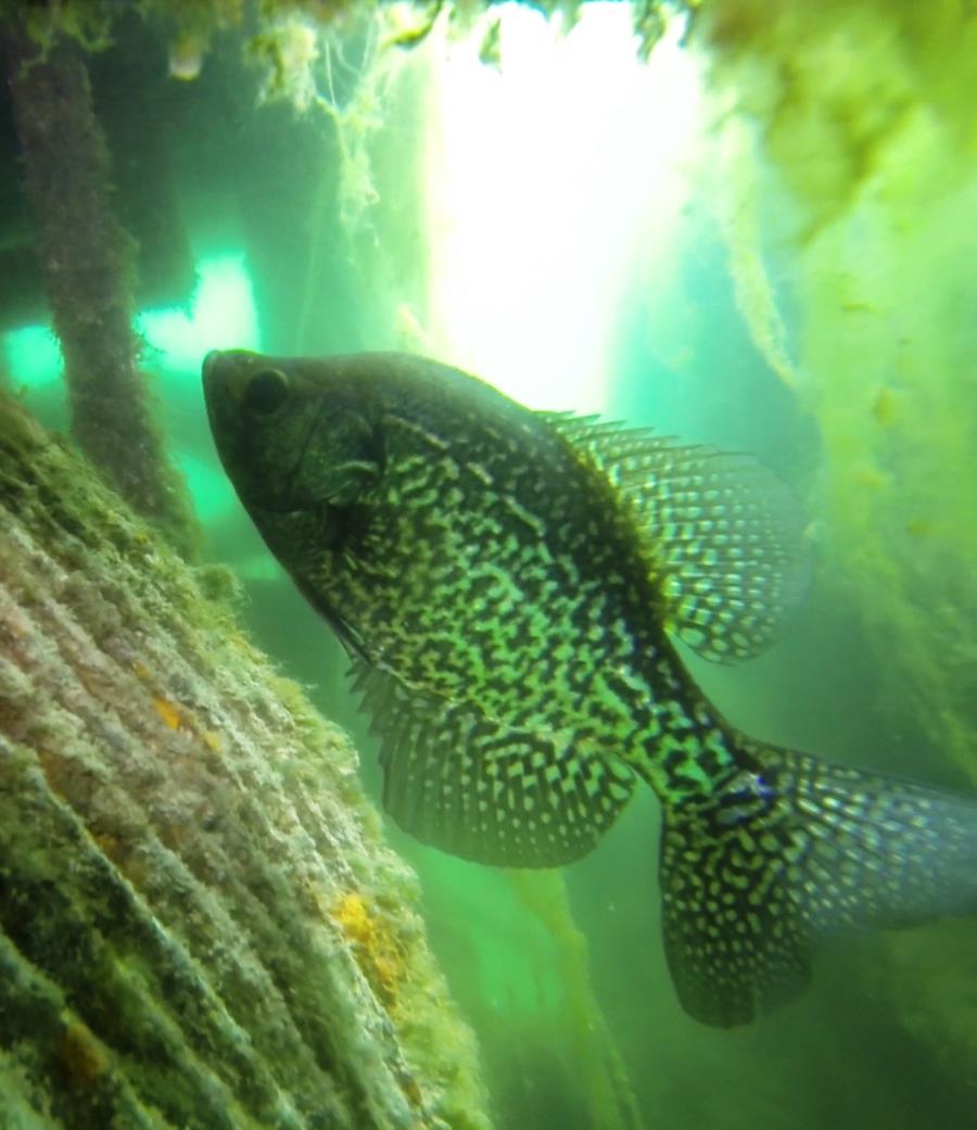 Haigh Quarry - Crappie at Rock Crusher