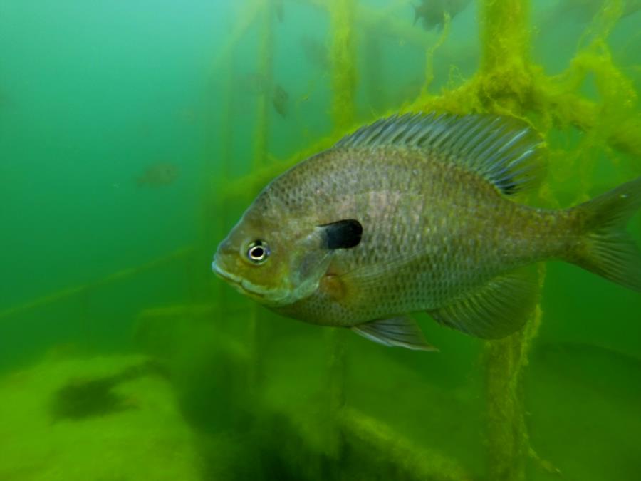 Haigh Quarry - Bluegill at Rock Crusher