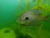 Haigh Quarry - Bluegill at Rock Crusher