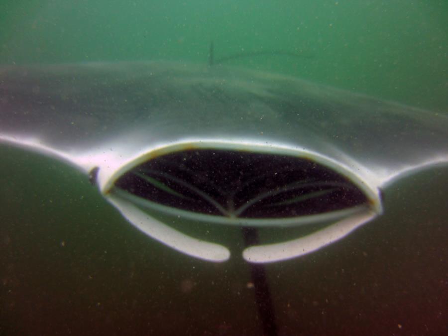 Haigh Quarry - Manta Ray sculpture