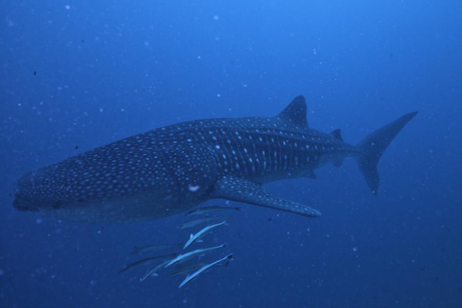 Maamigili Beru - Whale Shark (15m depth)