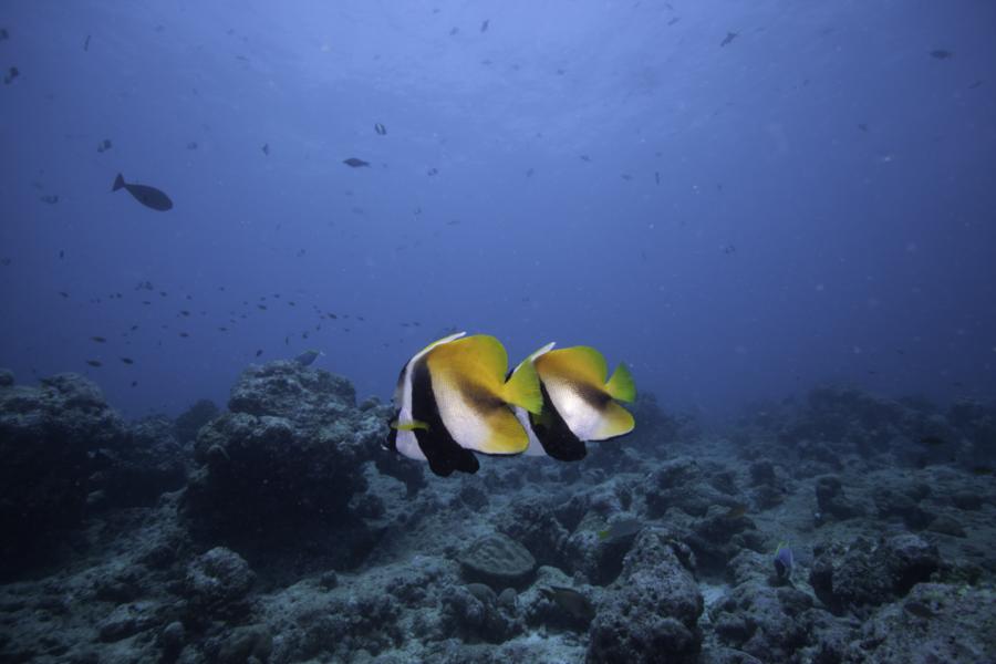 Maamigili Beru - Angel Fish