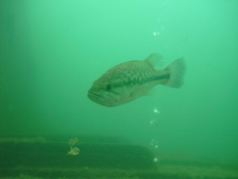 Mammoth Lake - One of many beautiful fish that get curious