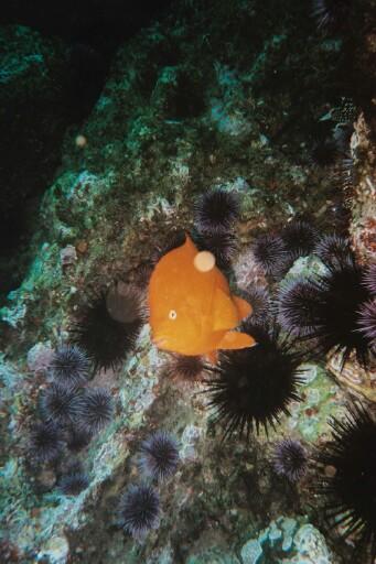 Santa Cruz Island - Garibaldie