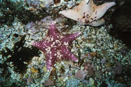 Santa Cruz Island - Stars