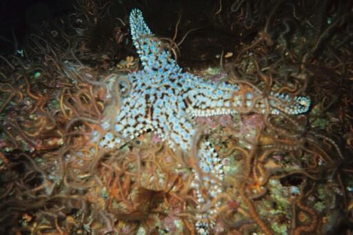 Anacapa Island - Starfish among the brittle stars