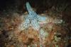 Starfish among the brittle stars