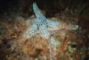 Starfish among the brittle stars - LatitudeAdjustment