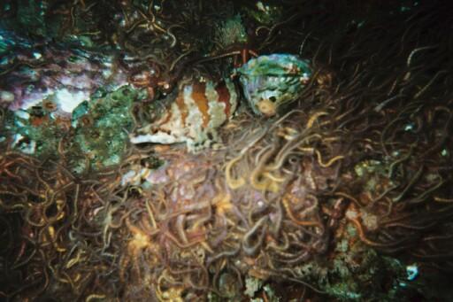 Anacapa Island - More brittle stars
