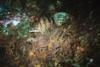 More brittle stars - LatitudeAdjustment