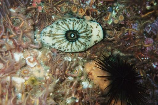 Anacapa Island - Very creepy to see at 120’