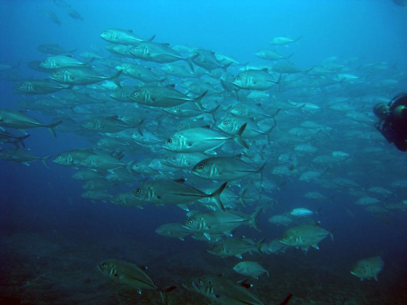 Aliwal Shoal - Shoaling Bigeye Kingfishes