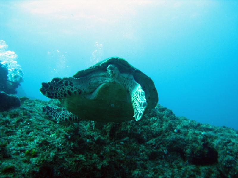 Aliwal Shoal - Turtle showing some ass!