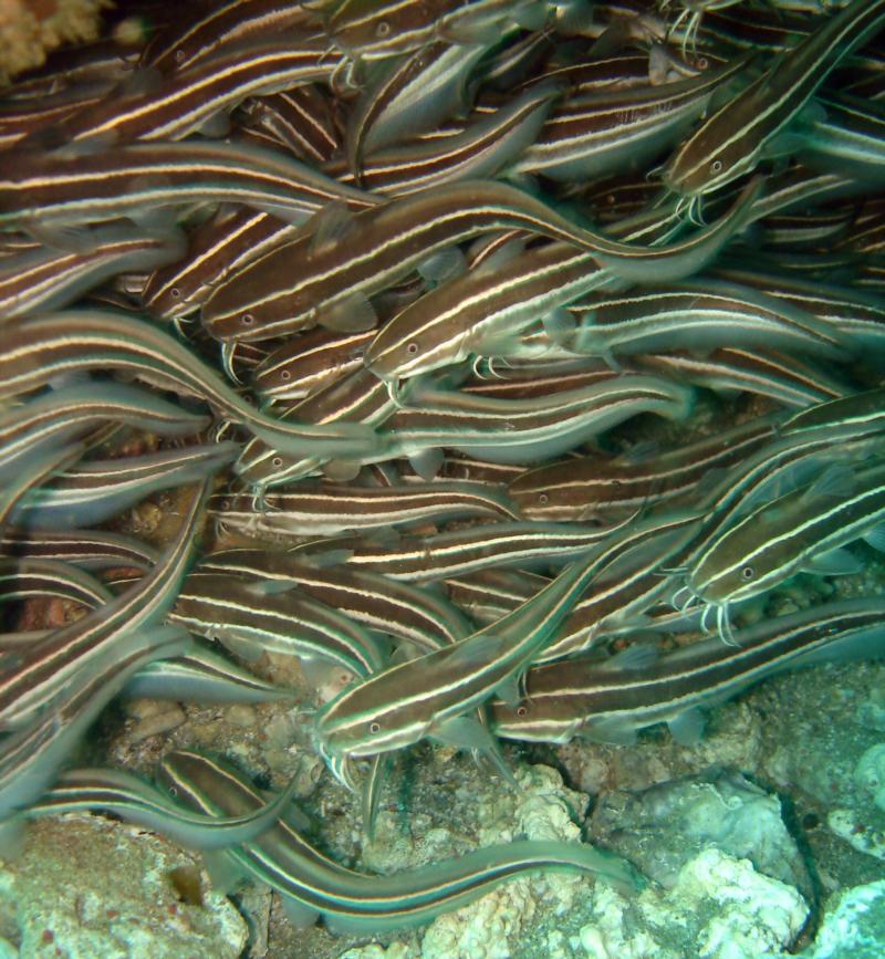 Aliwal Shoal - Striped eel catfish