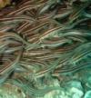 Aliwal Shoal - Striped eel catfish