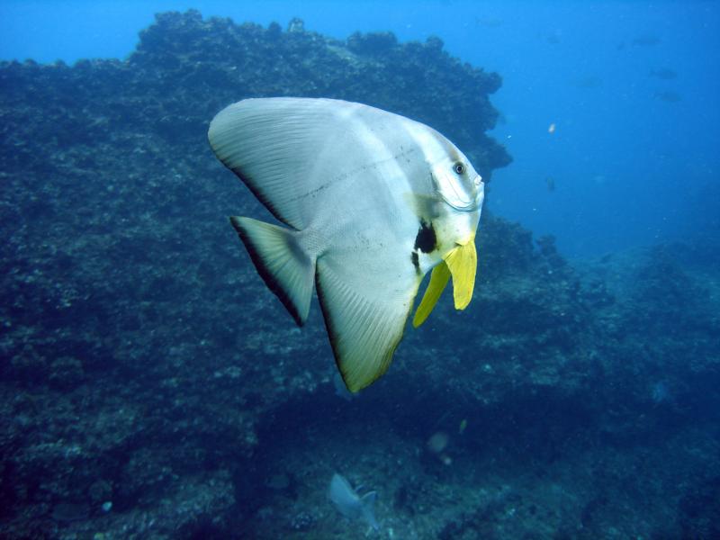 Aliwal Shoal - Orbicular batfish