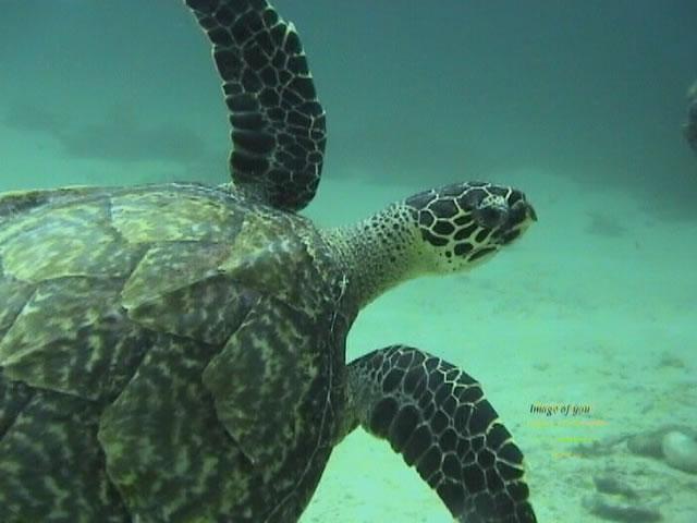 Ocho Rios, Jamaica - turtle