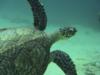 turtle - DolphinLover