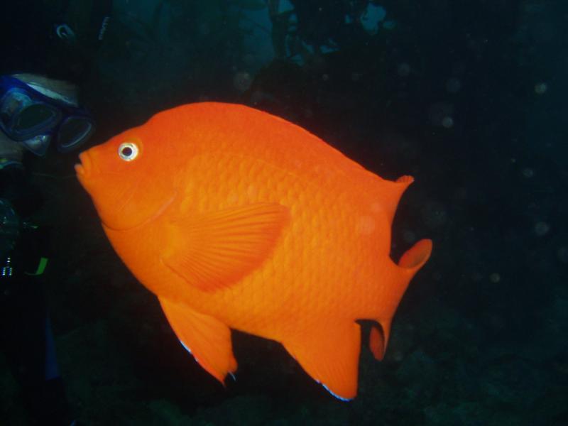 Casino Point Underwater Park - Garabaldi