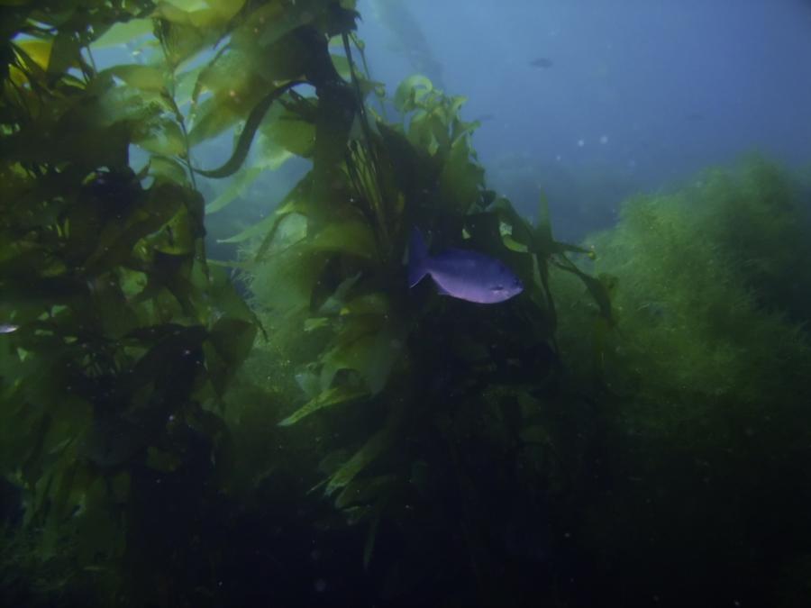 Casino Point Underwater Park - Kelp