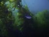 Casino Point Underwater Park - Kelp
