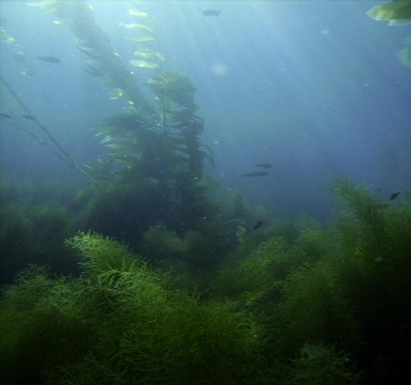 Casino Point Underwater Park - Kelp