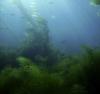 Casino Point Underwater Park - Kelp