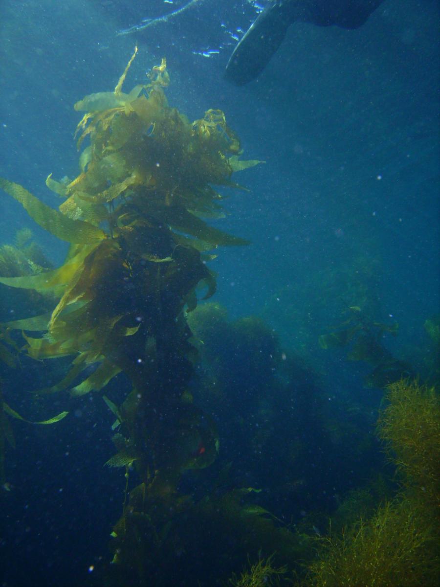 Casino Point Underwater Park - Kelp