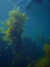 Casino Point Underwater Park - Kelp