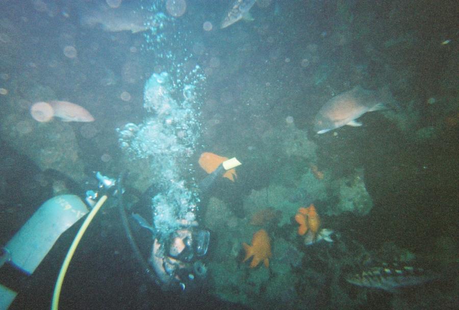 Casino Point Underwater Park - Casino Point, Avalov, Ca