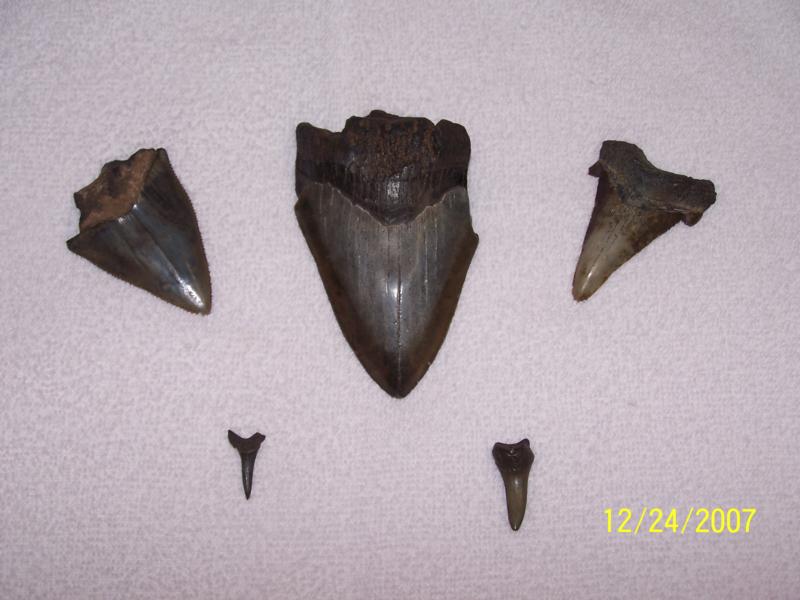 Cooper River - Some of the good teeth that I found, found a lot of small ones.