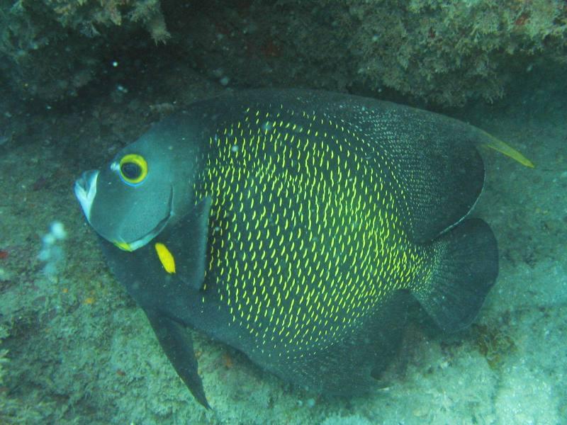 Porcos Island - Pomacanthus paru - French Angel Fish - Frade