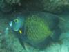 Pomacanthus paru - French Angel Fish - Frade