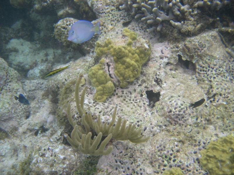 Flamenco Beach (Playa Flamenco) - A Blue Tang