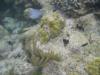 Flamenco Beach (Playa Flamenco) - A Blue Tang