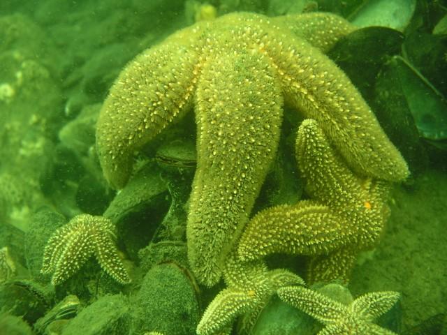 Point Pleasant Rail Road Bridge - Starfish opening a clam