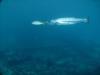 City of Washington, Feeding creatures - Life abound on the wreck