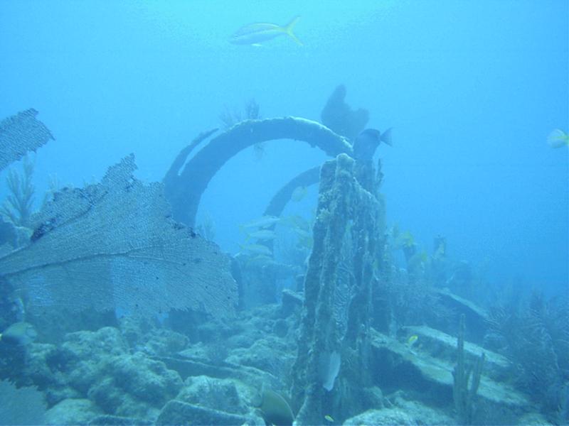 City of Washington, Feeding creatures - City of Washington Wreck