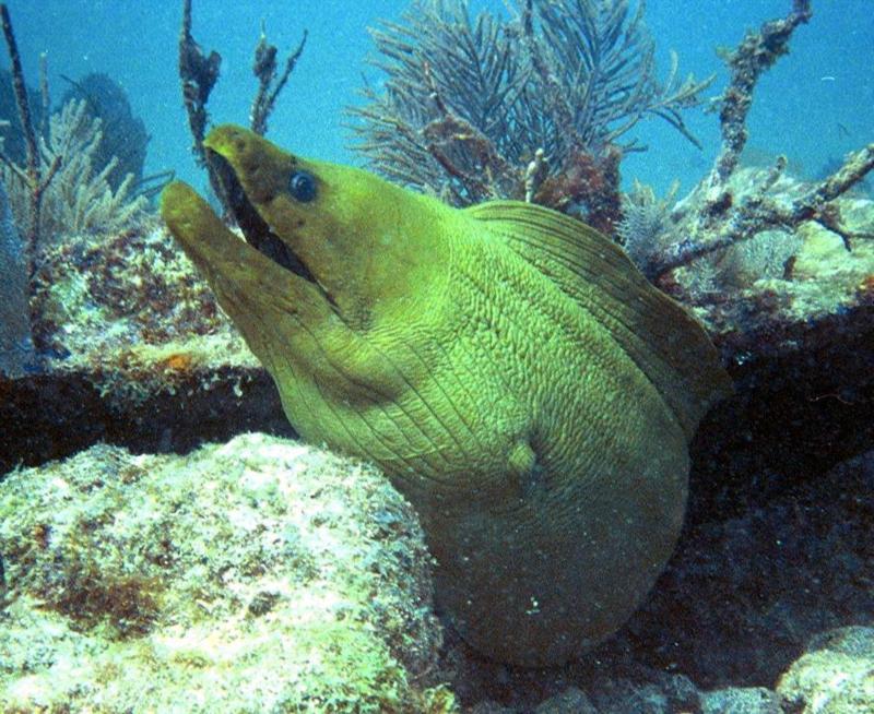 City of Washington, Feeding creatures - Green Moray Eel, City of Waswhington